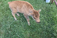 image00057